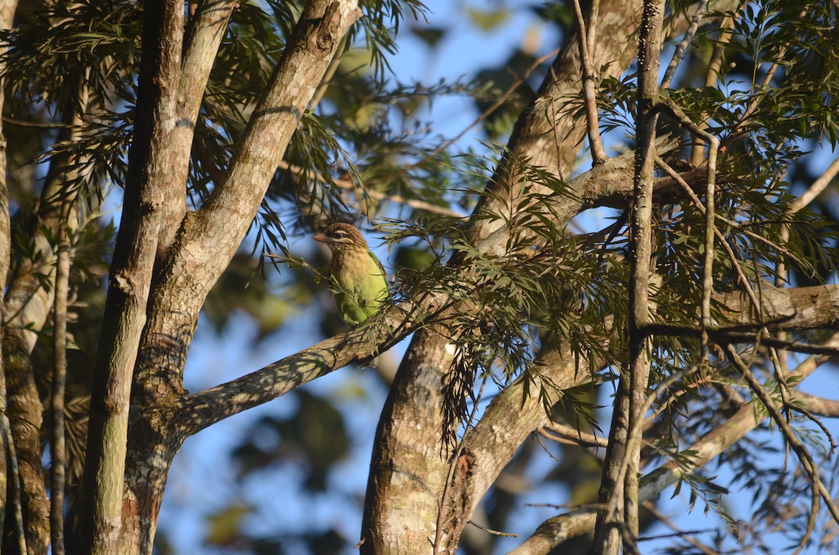 White-cheeked Barbet - ML517368021