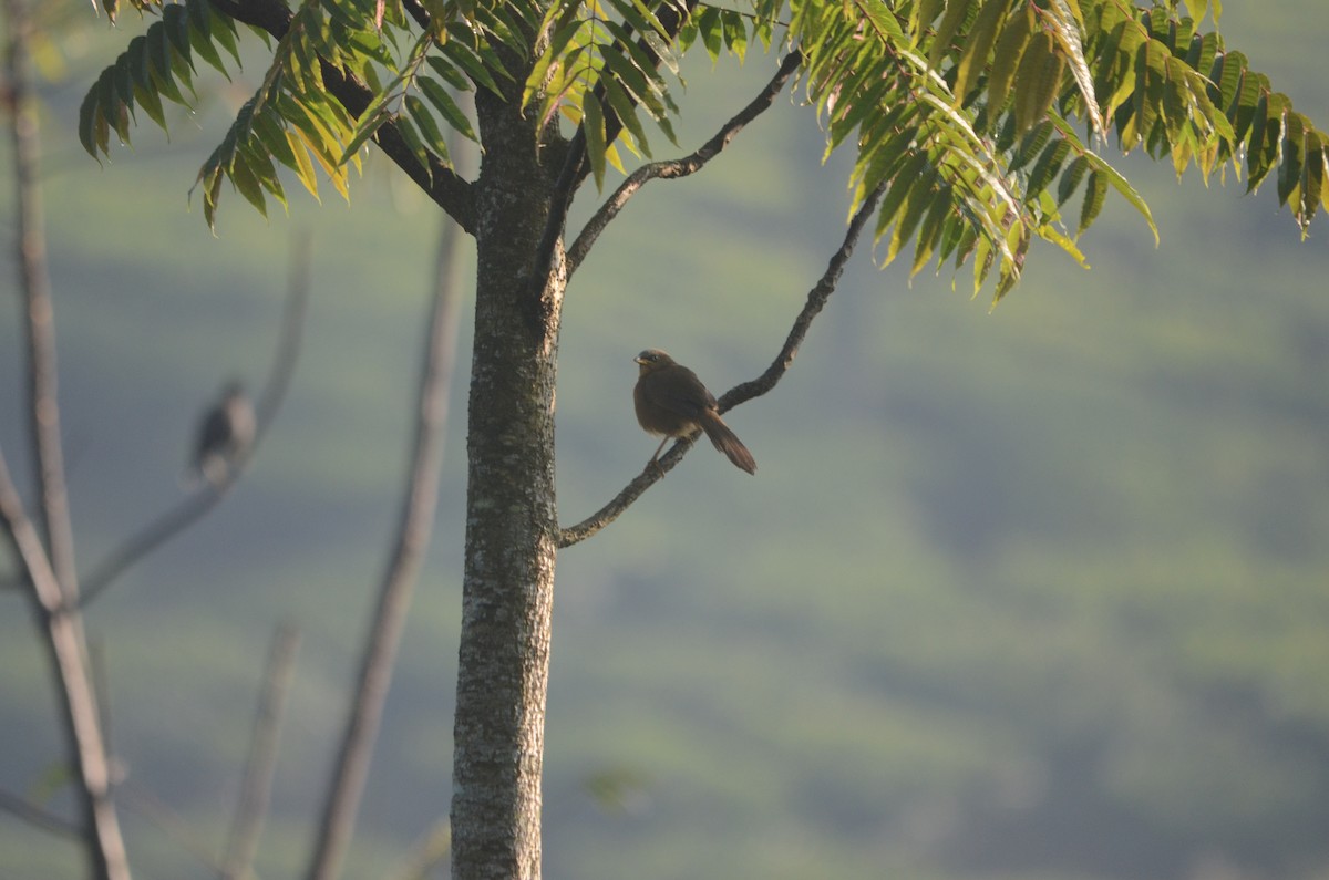 Jungle Babbler - Harisha Navilarekallu