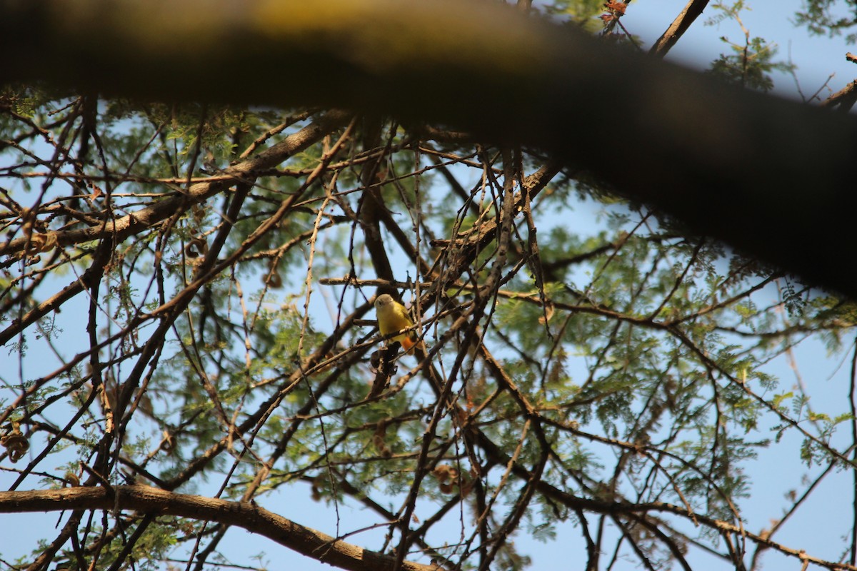 Livingstone's Flycatcher - David Hancock