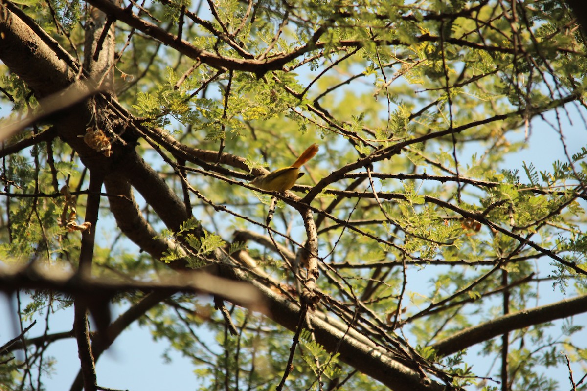 Livingstone's Flycatcher - David Hancock