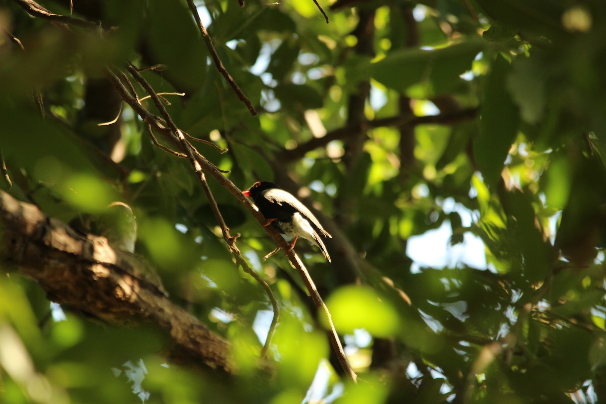 Retz's Helmetshrike - ML517368561