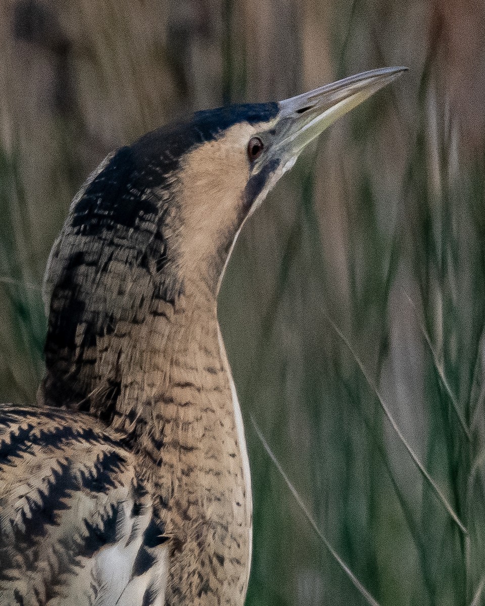 Great Bittern - Simon WIlcock