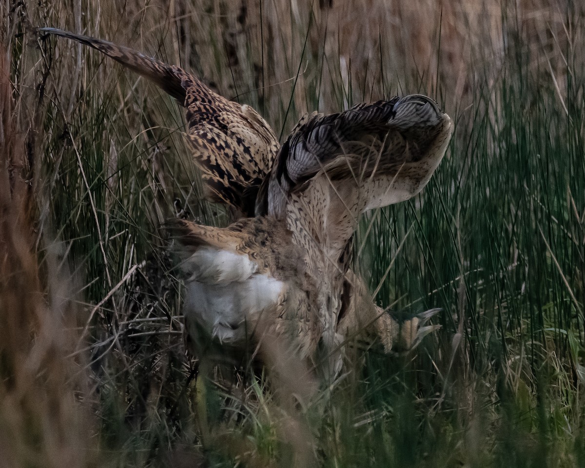 Great Bittern - Simon WIlcock