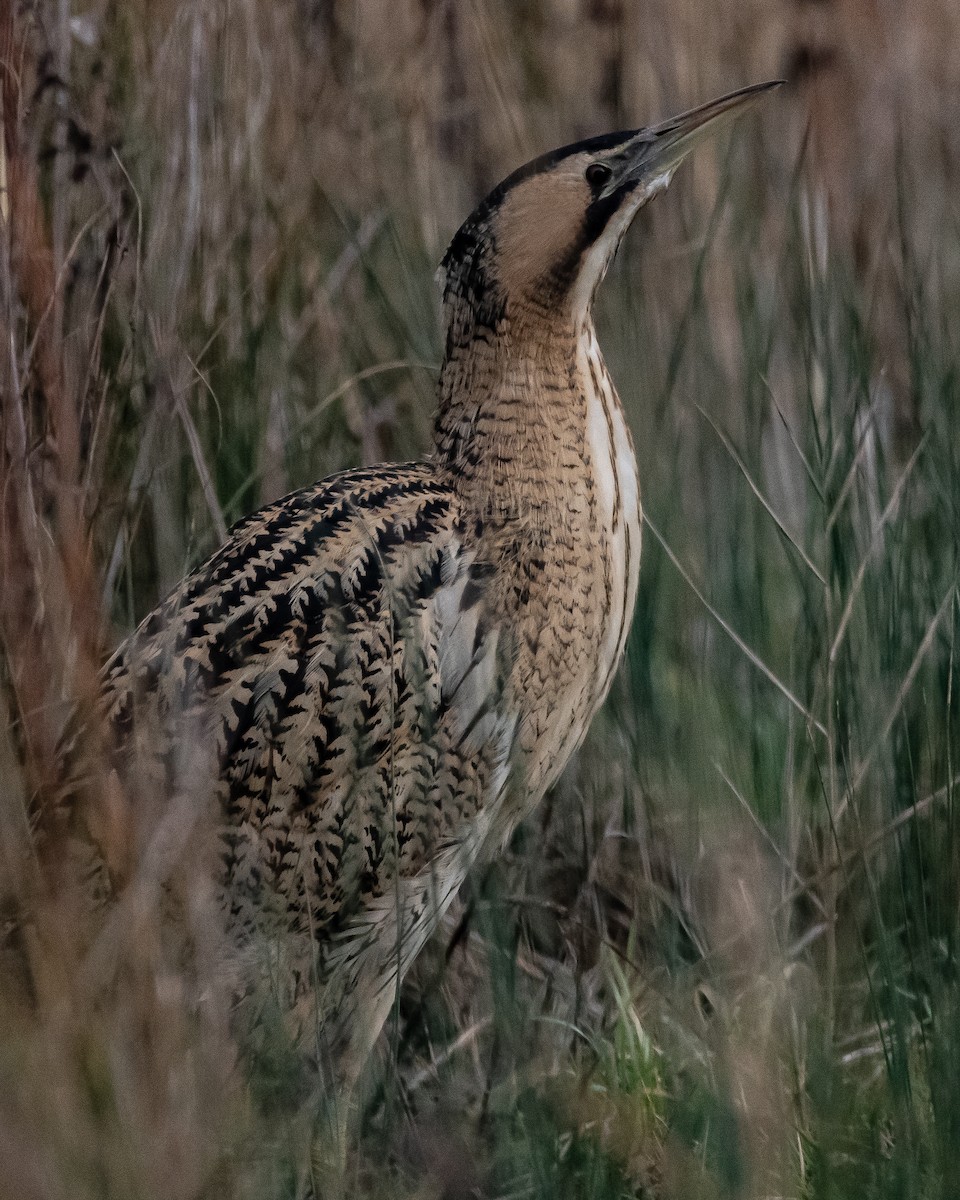 Great Bittern - Simon WIlcock