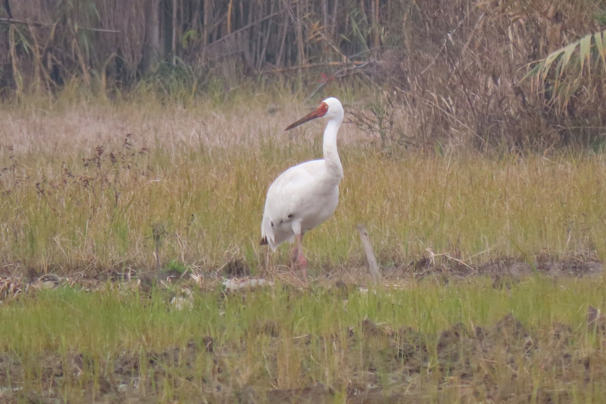 Siberian Crane - ML517370201