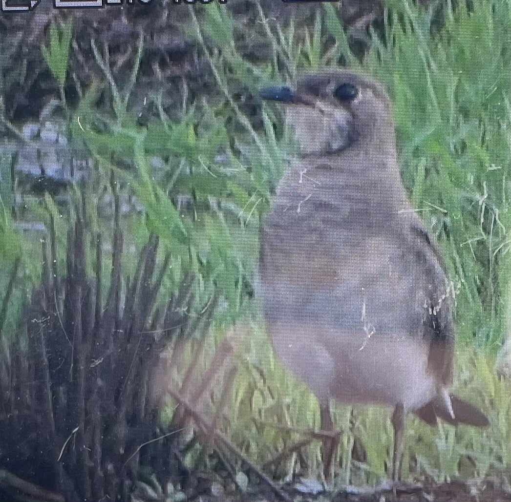 Oriental Pratincole - ML517370221