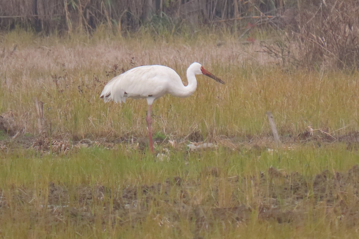 Siberian Crane - ML517370371