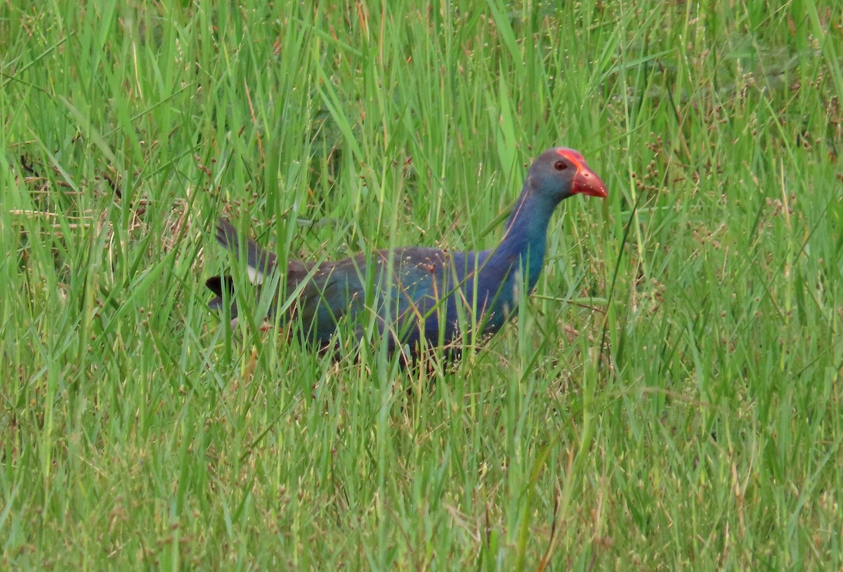 Gray-headed Swamphen - ML517370911