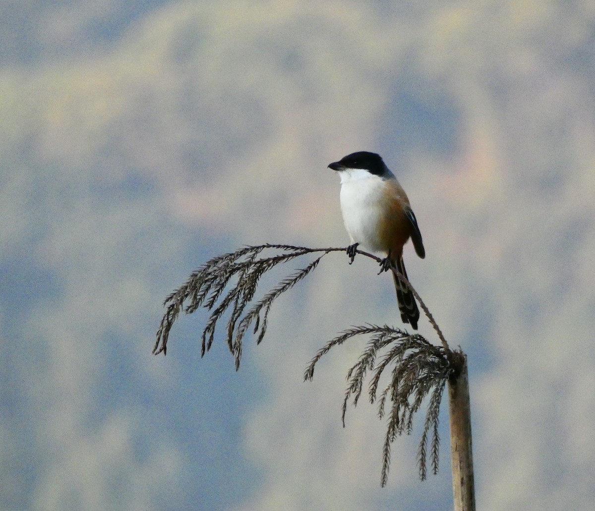 Long-tailed Shrike - ML517371251