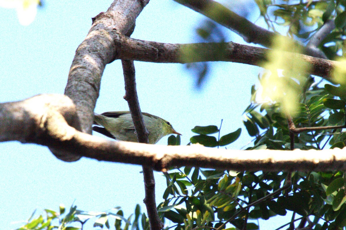 Mosquitero del Cáucaso - ML517371371