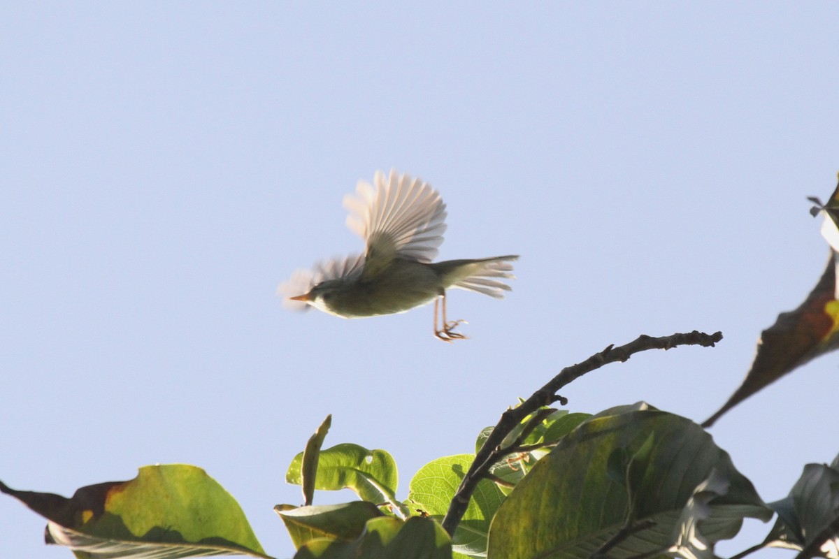 Mosquitero del Cáucaso - ML517371381