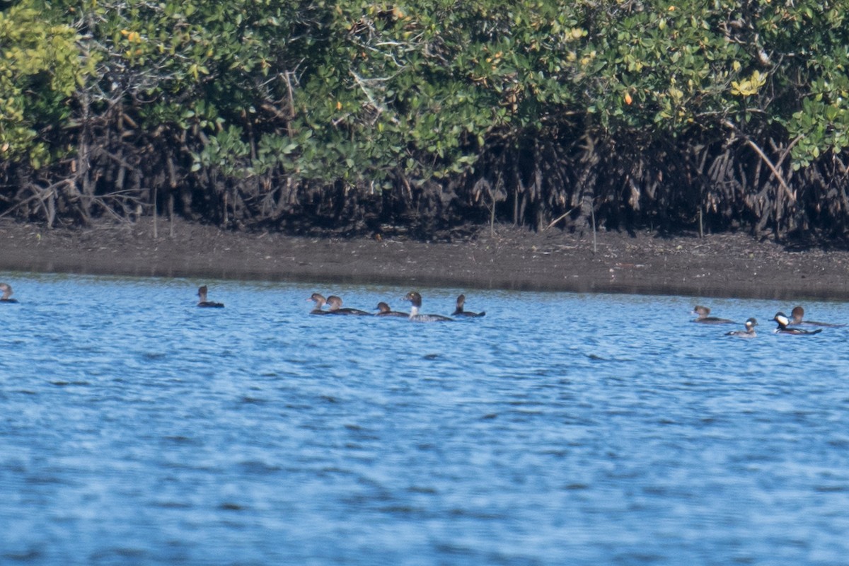 Common Goldeneye - ML517371971