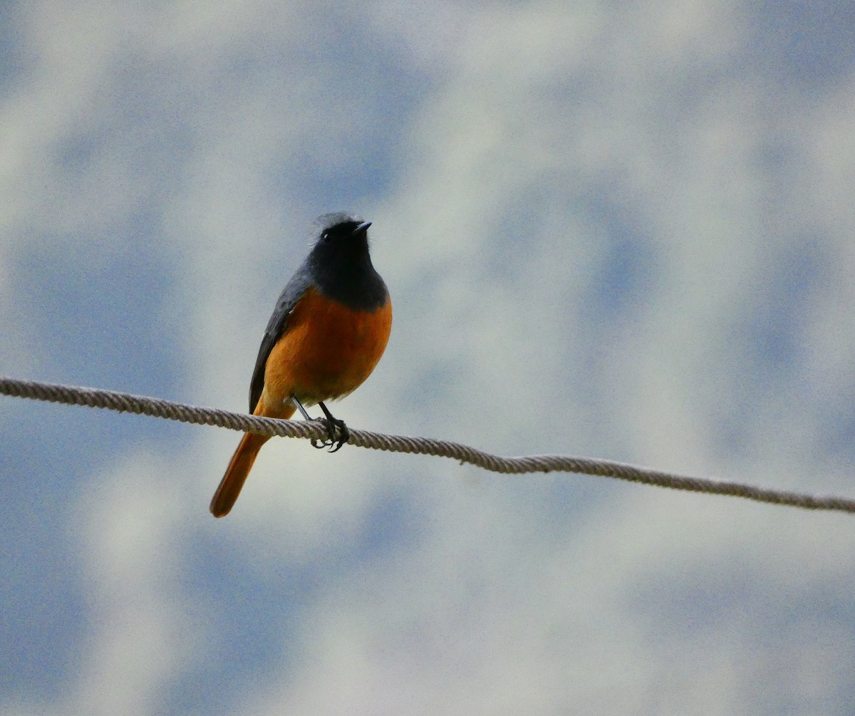 Hodgson's Redstart - ML517372021