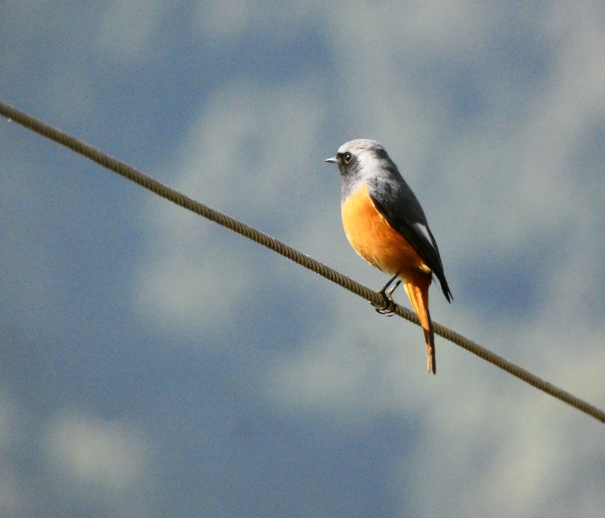 Hodgson's Redstart - ML517372031