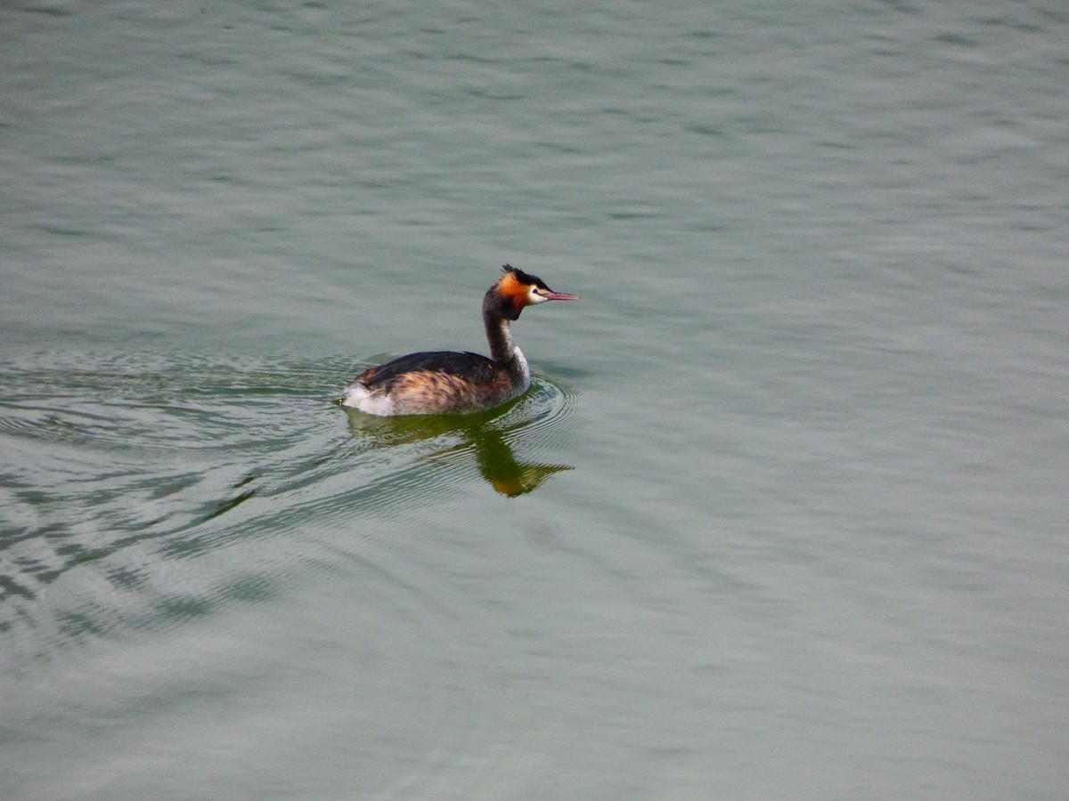 Great Crested Grebe - Nathanael Poffley