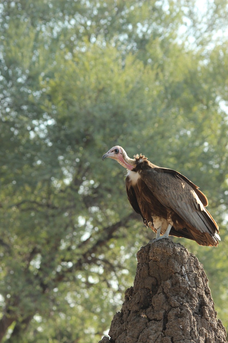 Hooded Vulture - David Hancock