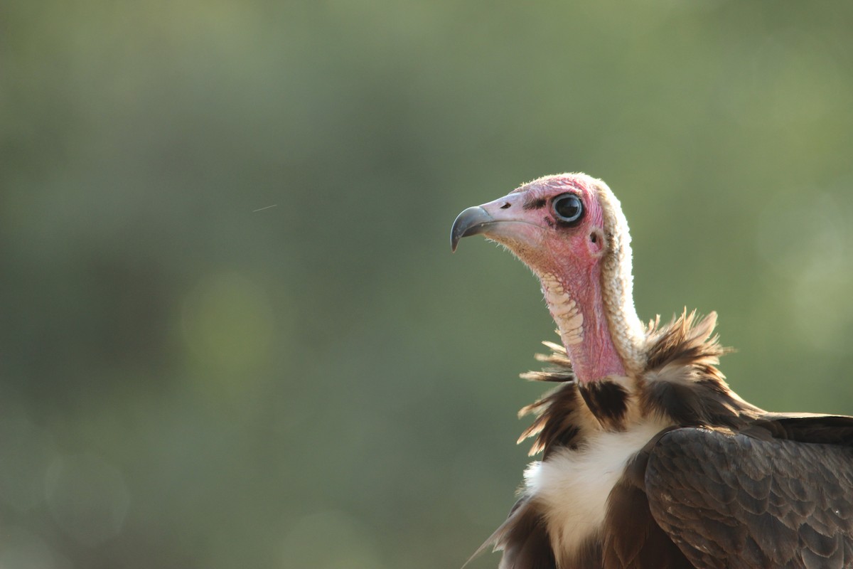 Hooded Vulture - ML517373231