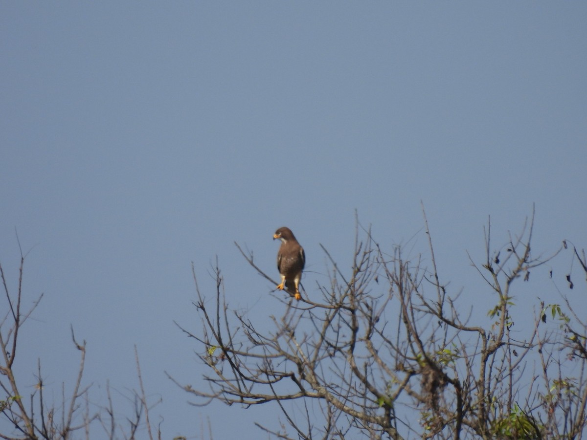 White-eyed Buzzard - ML517373551