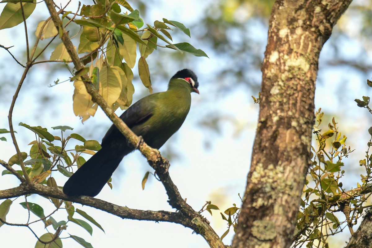 Hartlaub's Turaco - ML517373931