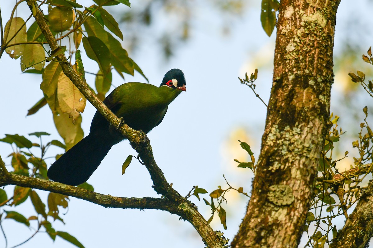 Hartlaub's Turaco - ML517373941