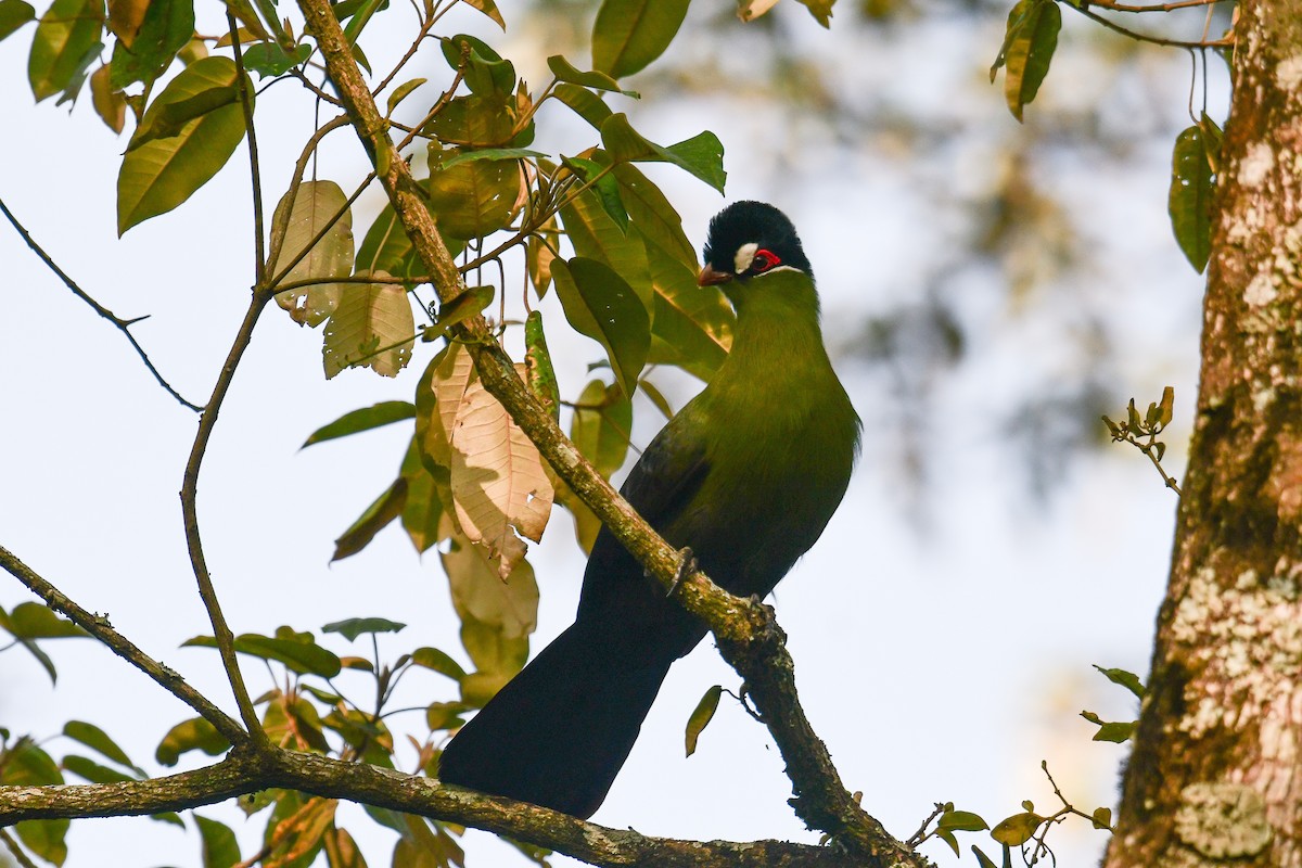 Hartlaub's Turaco - ML517373951