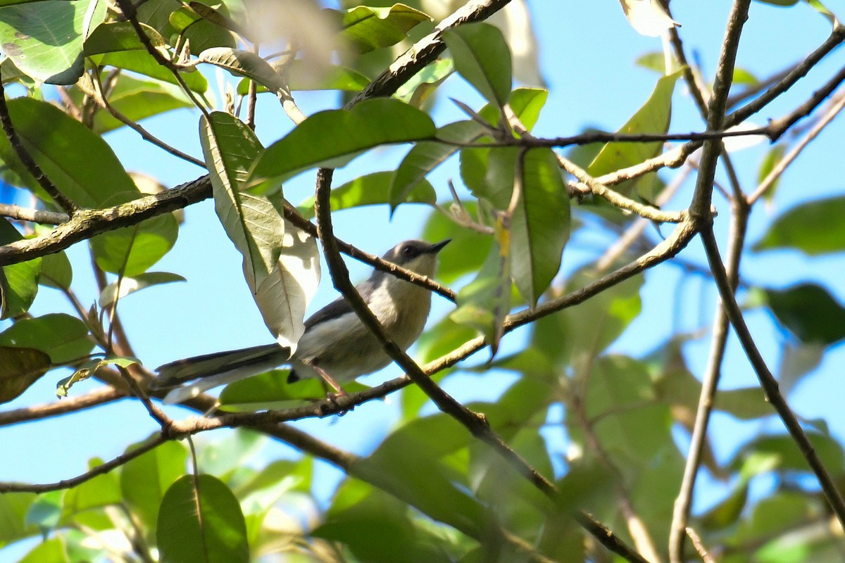 Gray Apalis - ML517373971