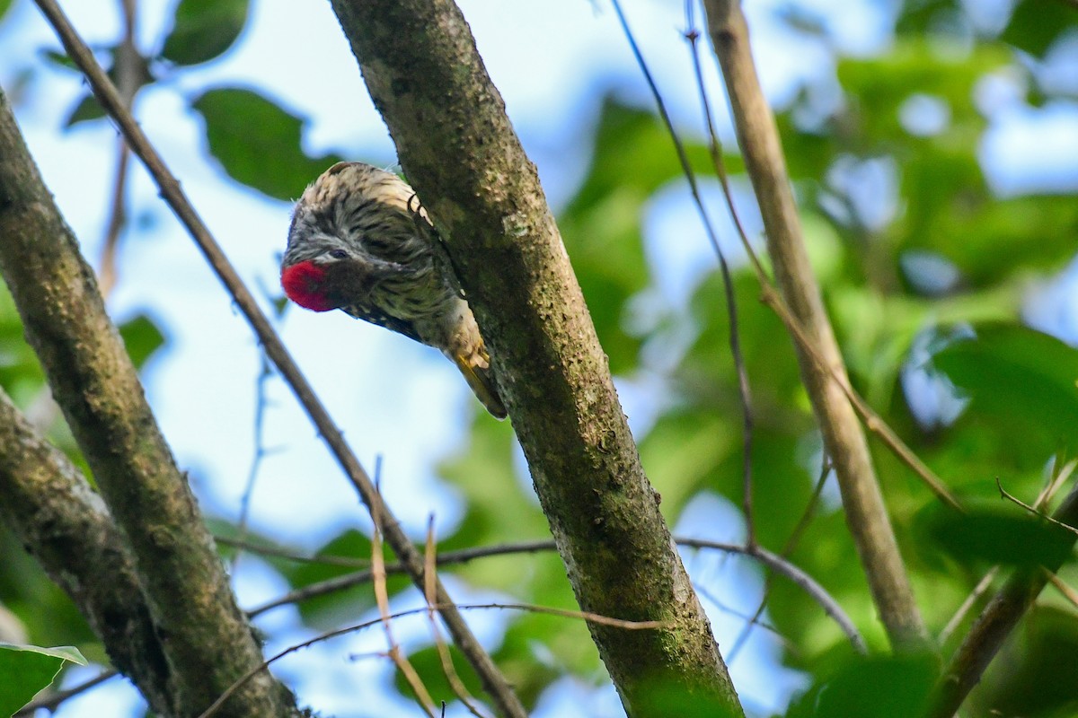 Cardinal Woodpecker - ML517374001