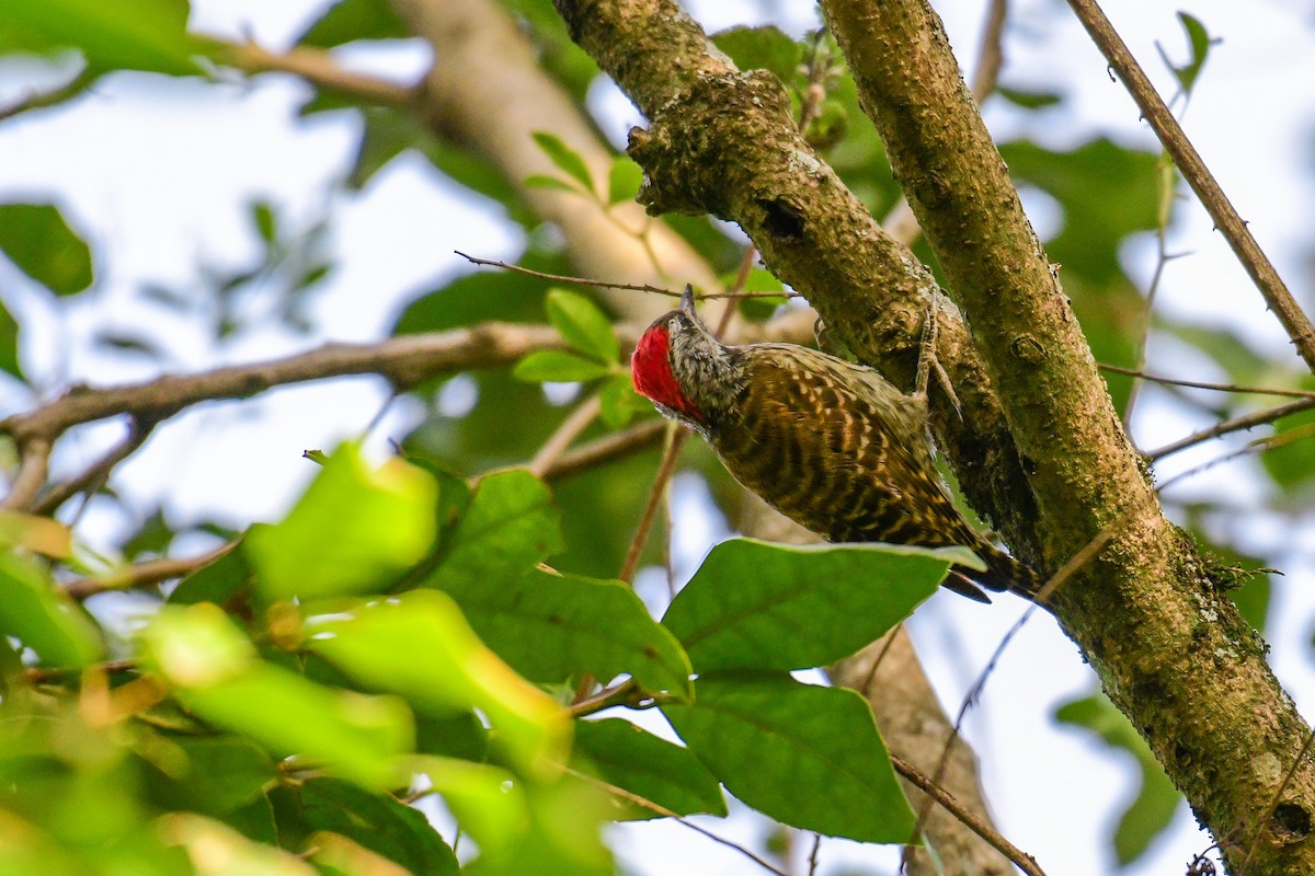 Cardinal Woodpecker - ML517374011