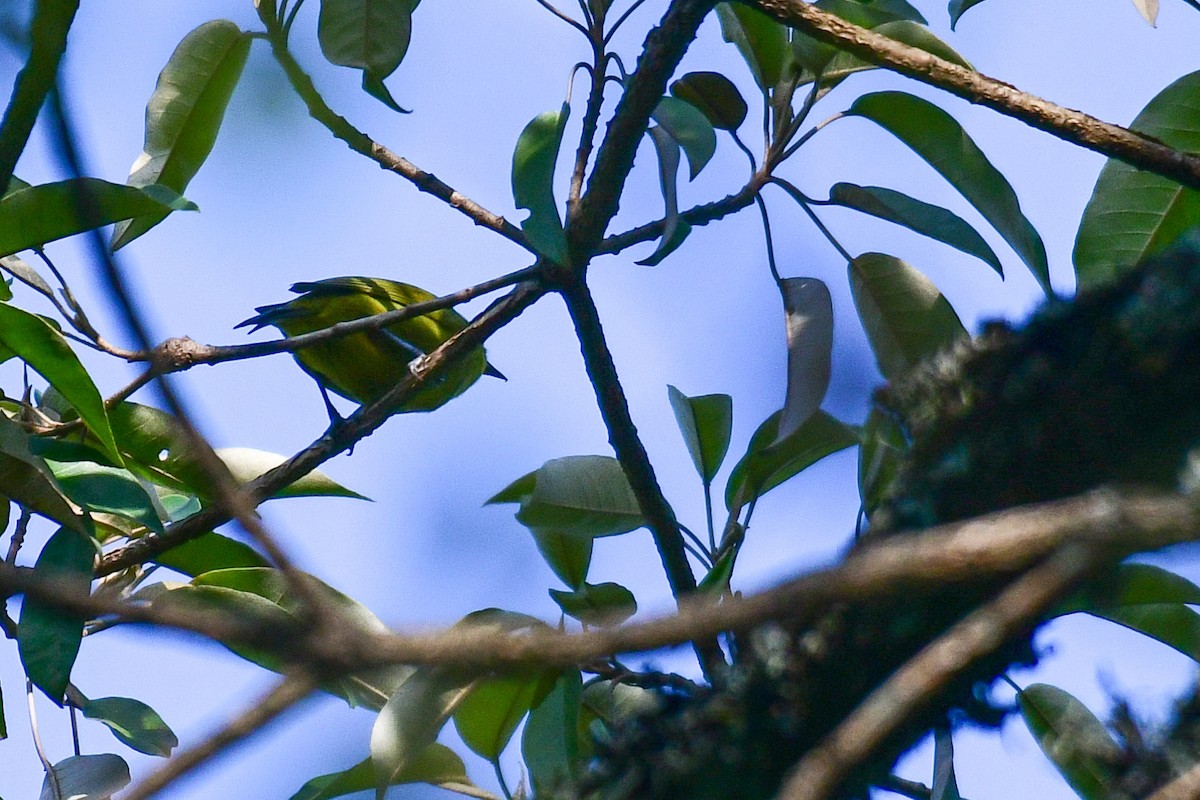 Kikuyu White-eye - ML517374031