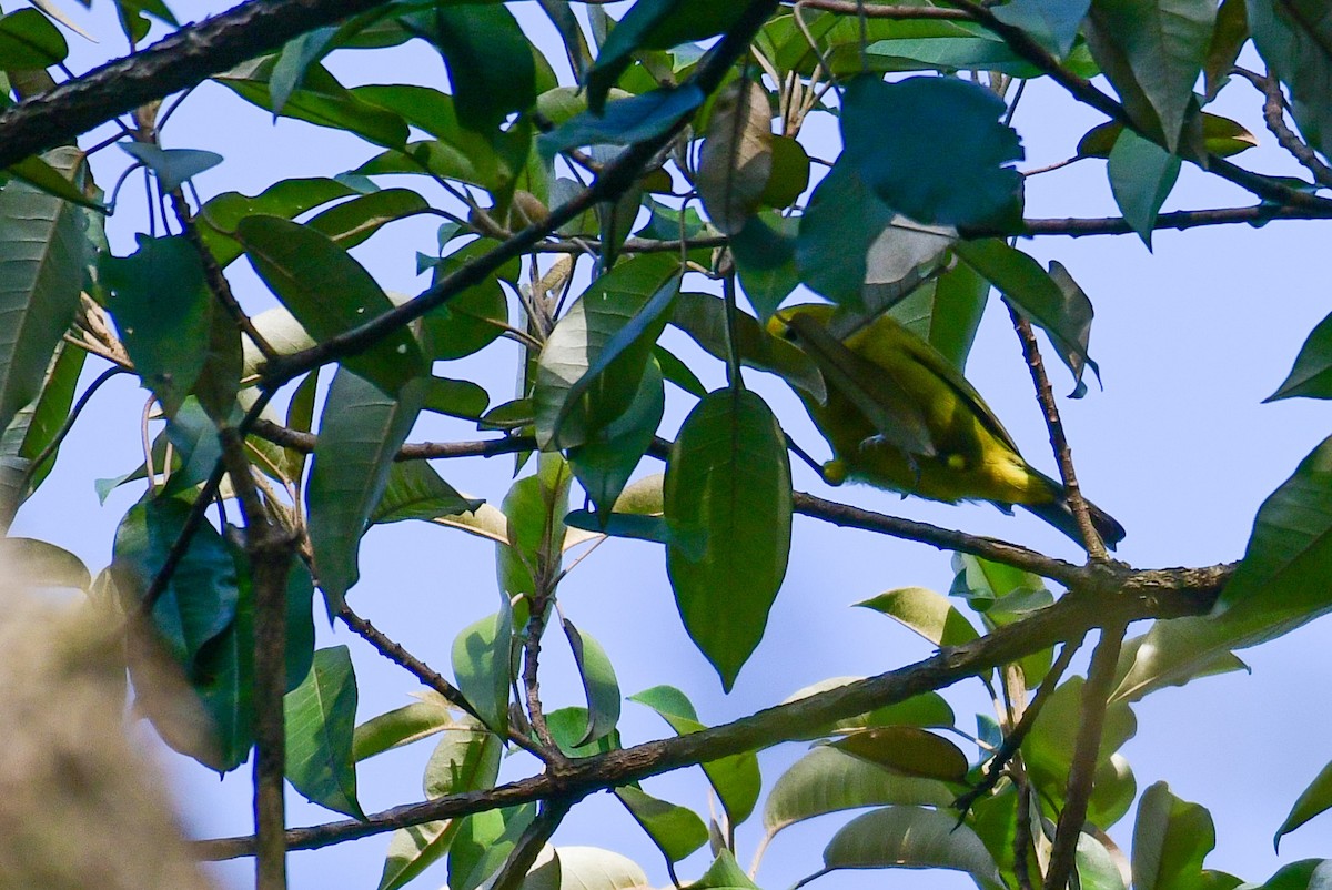 Kikuyu White-eye - ML517374051