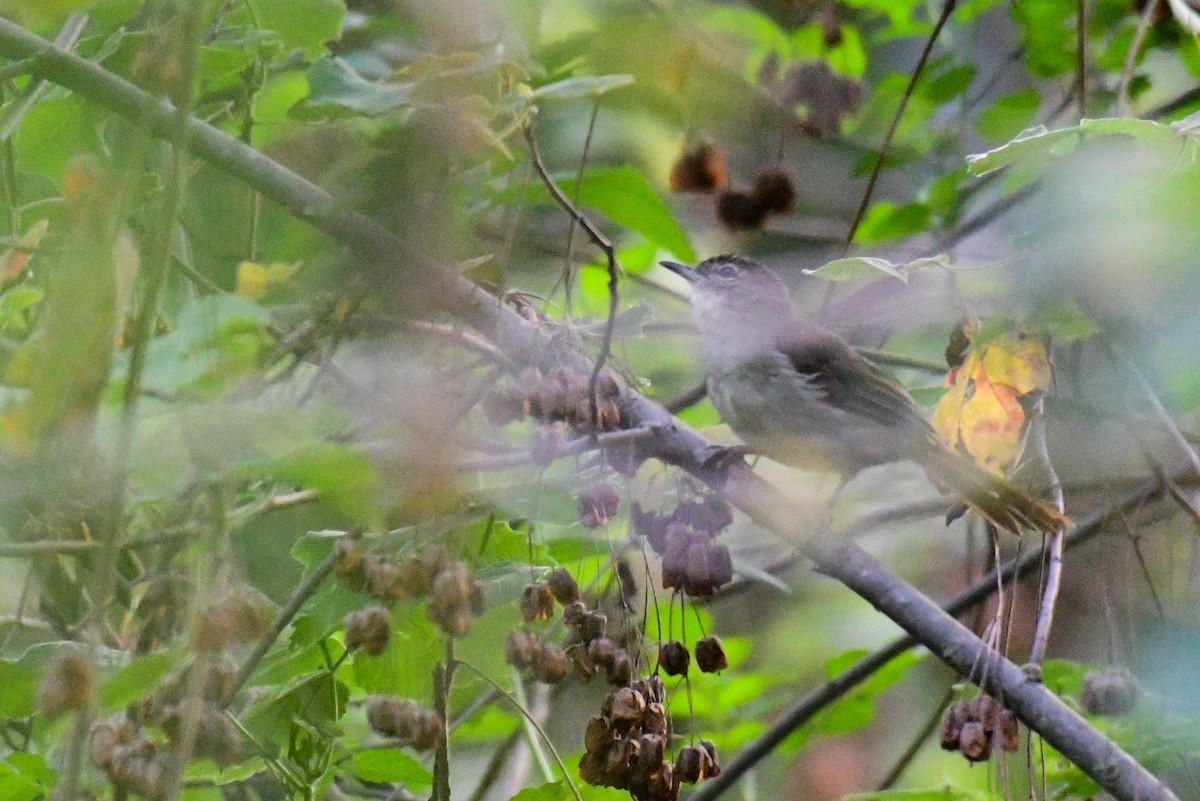 Cabanis's Greenbul - ML517374071