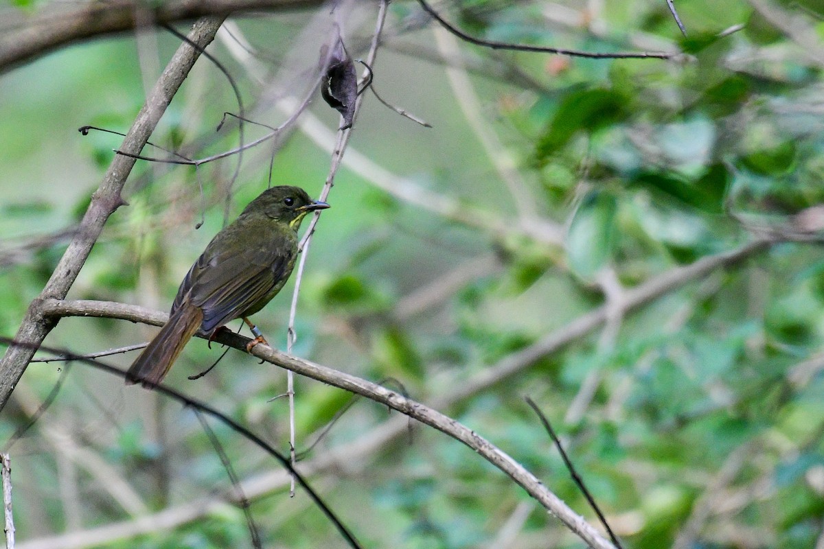 Yellow-whiskered Greenbul - ML517374081