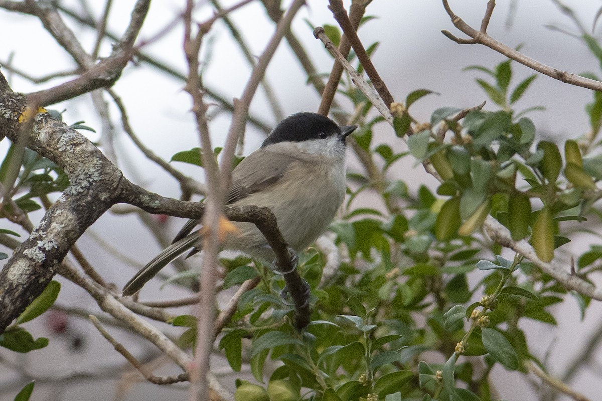 Marsh Tit - ML517375251