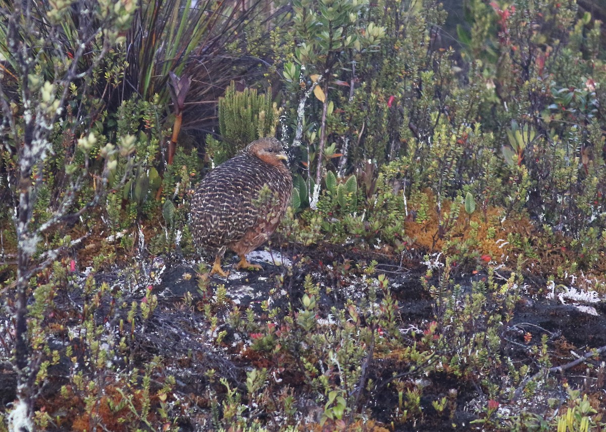 Snow Mountain Quail - ML517375481