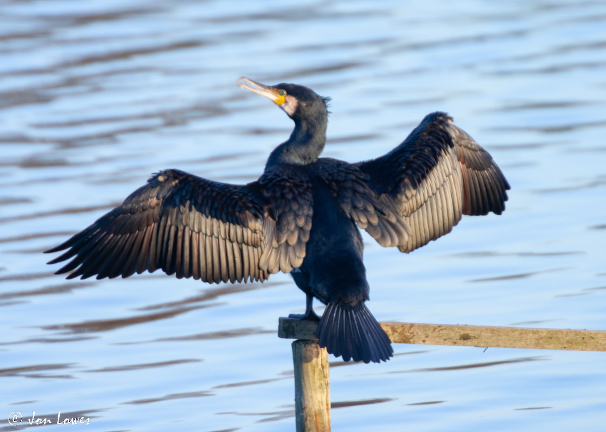 Great Cormorant - Jon Lowes