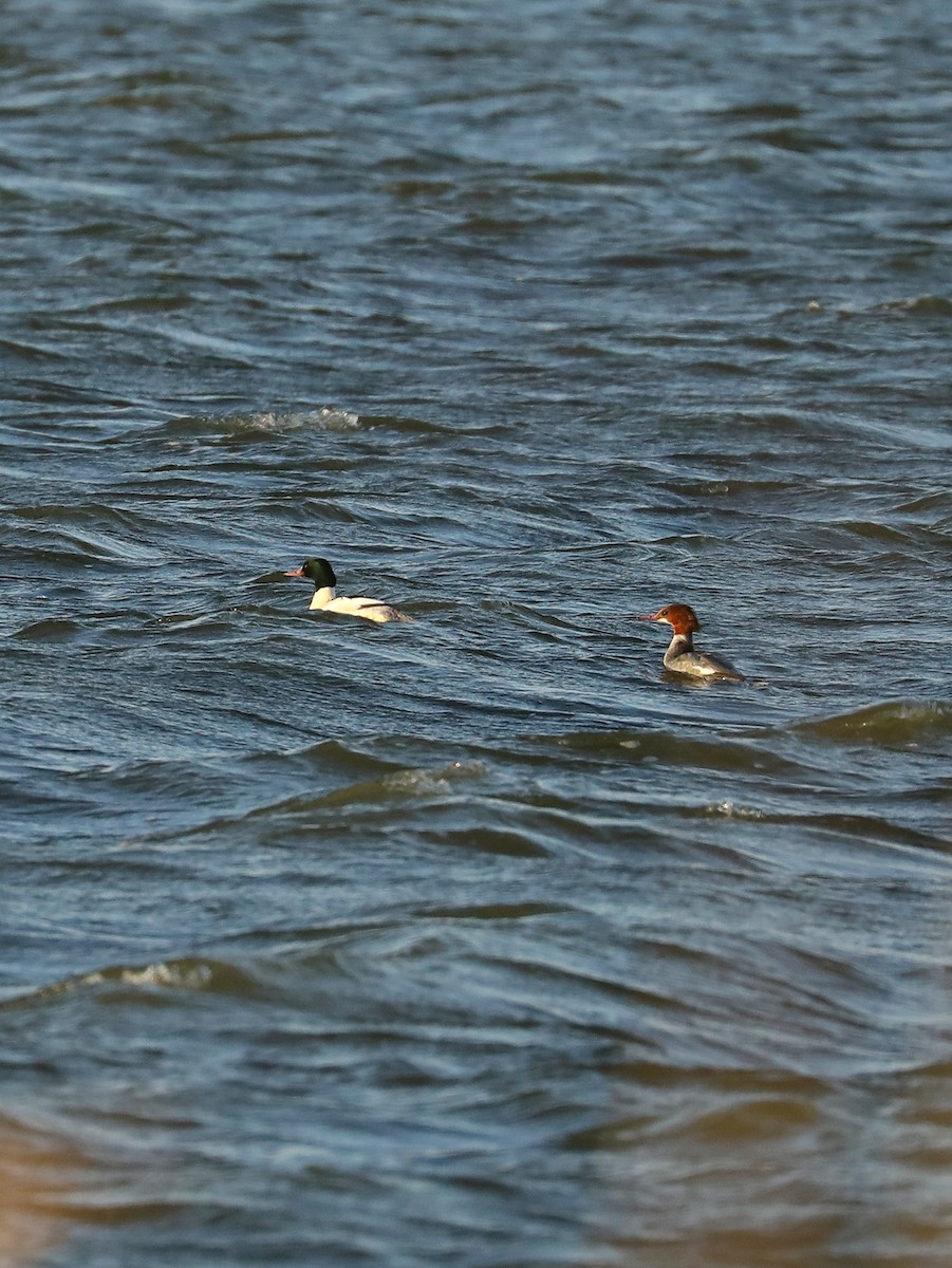 Common Merganser - ML517380241