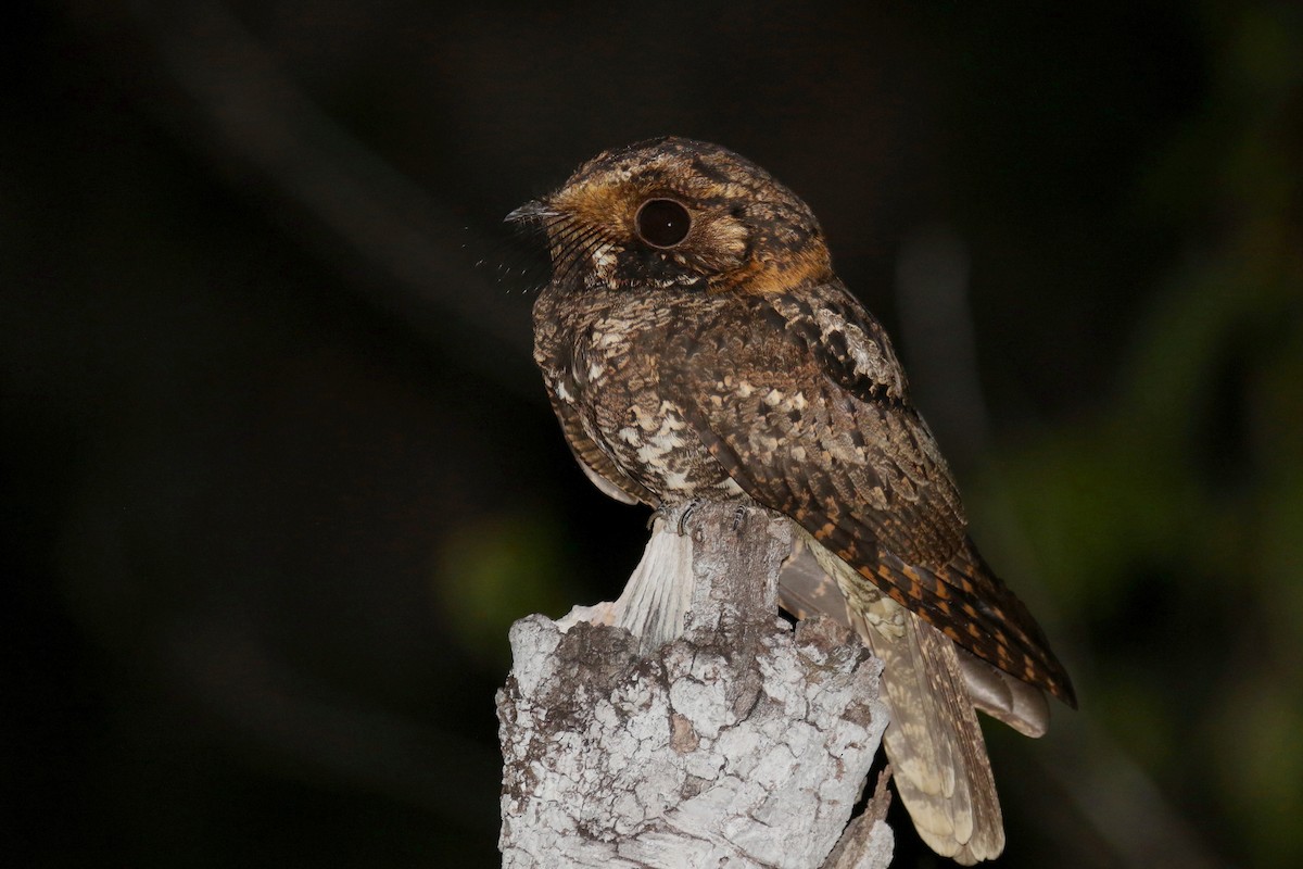 Yucatan Nightjar - Stephen Gast