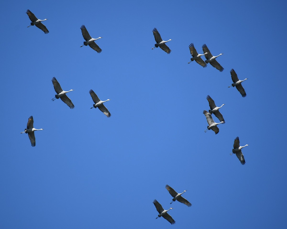 Sandhill Crane - ML517383711