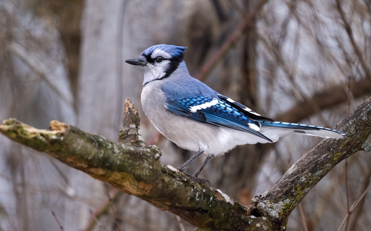 Blue Jay - ML517383871