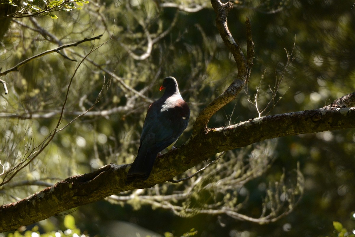 holub maorský - ML51738411