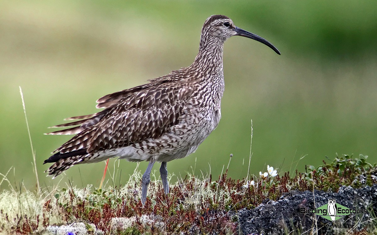 Regenbrachvogel - ML517384631