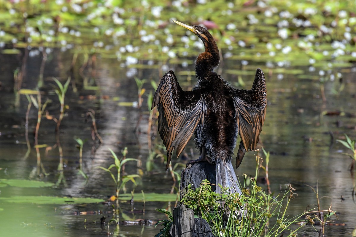 Austral-Schlangenhalsvogel - ML51738541