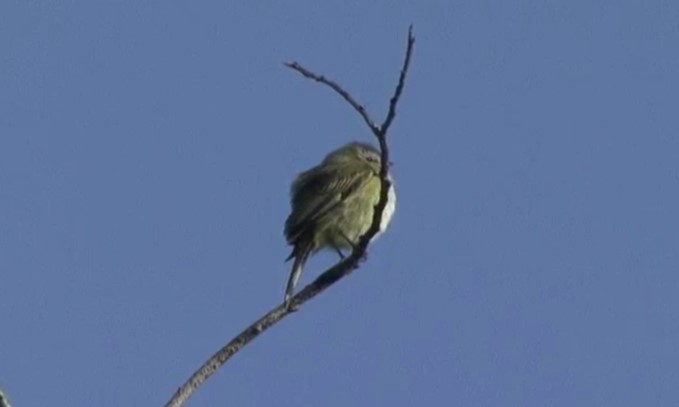 Guatemalan Tyrannulet - ML517385501