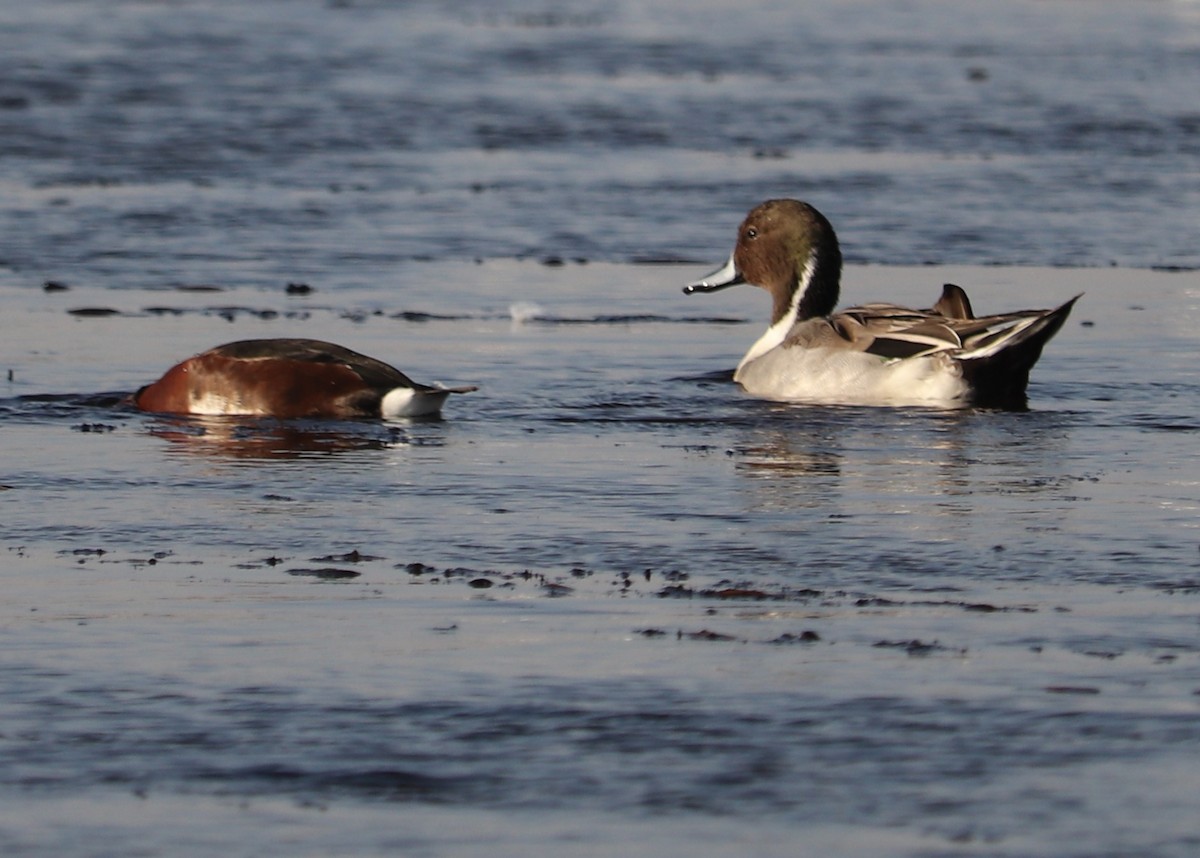 Northern Pintail - ML517385511