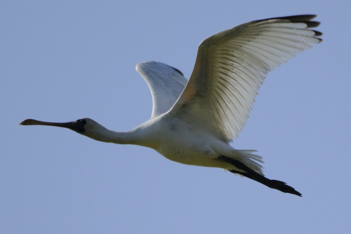 Black-faced Spoonbill - ML517386451