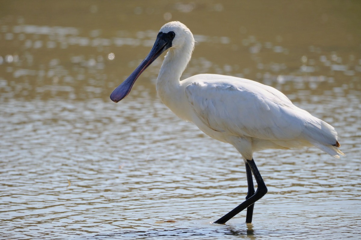 Black-faced Spoonbill - ML517386541