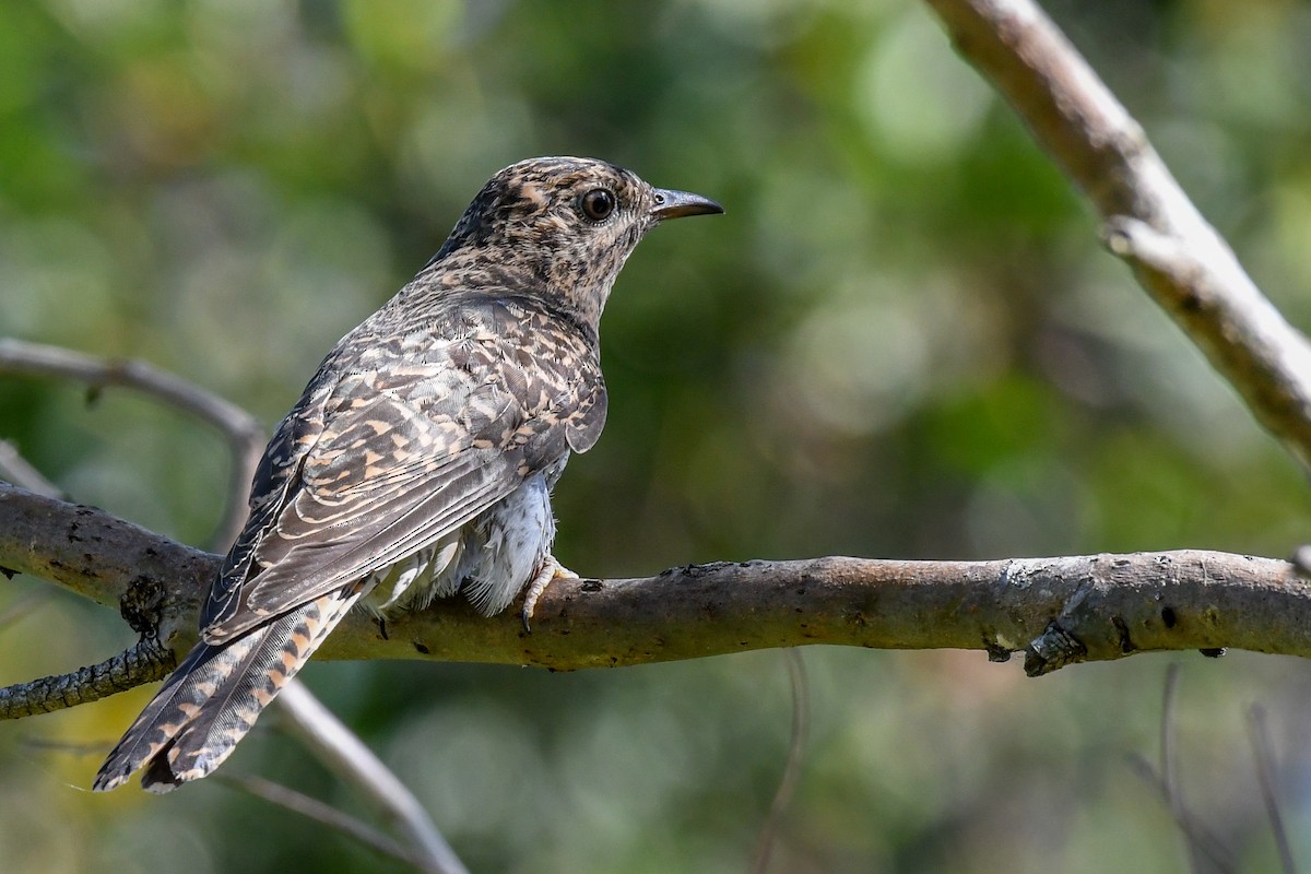 Brush Cuckoo - ML51738671