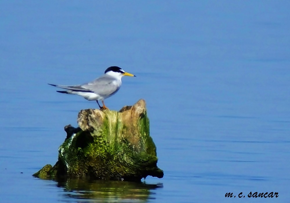 Little Tern - ML517387141