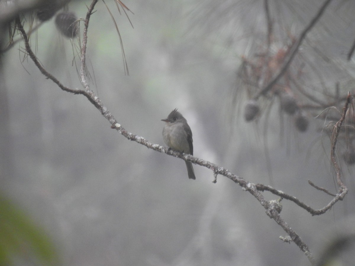 Greater Pewee - ML517387511