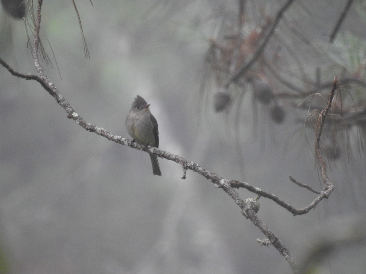 Greater Pewee - ML517387521